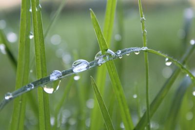 Droplets caught on the grass