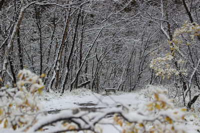 winter