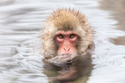 Japanese snow monkey in hot spring