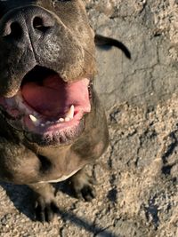 Close-up of a dog