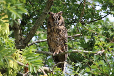 Low angle view of owl perching on tree