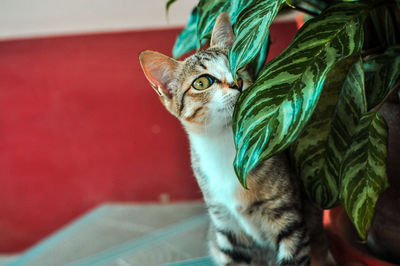 Close-up portrait of a cat