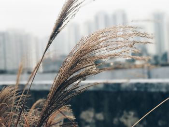 Close-up of dried plants in city