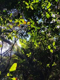 Low angle view of flowering tree in forest