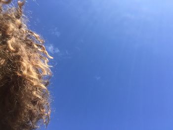 Cropped hair of woman against blue sky during sunny day