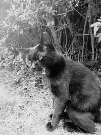 Side view of a cat on field