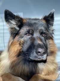 Close-up portrait of a dog