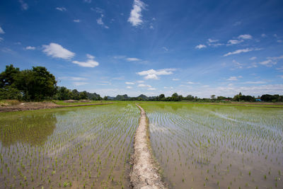 Scenic view of agricultural field against sky