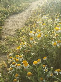 Yellow flowers blooming in field