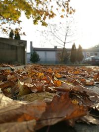 Fallen maple leaves on tree during autumn