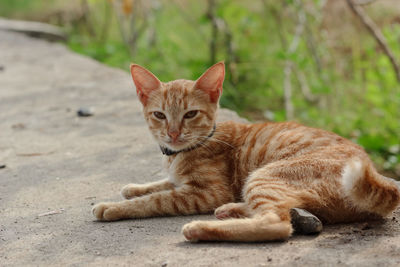 Orange cat is smelling the plant.