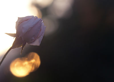 Close-up of rose plant