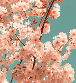 Low angle view of pink cherry blossoms