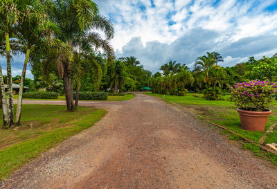 Scenic view of road amidst trees against sky
