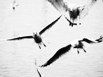 Seagulls flying over lake