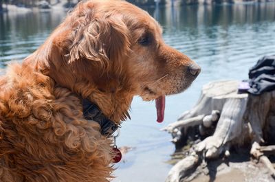 Close-up of golden retriever in lake