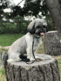 Portrait of dog sitting on rock