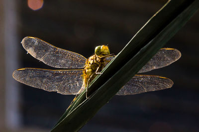 Close-up of dragonfly