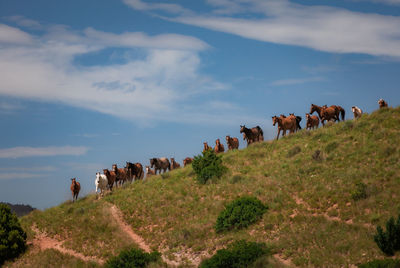 Horses on a field