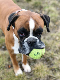 Close-up portrait of black dog standing on field