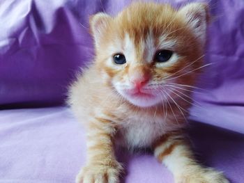 Close-up portrait of a kitten