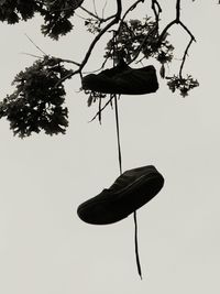 Low angle view of silhouette plant against clear sky