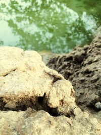 Close up of grass in water