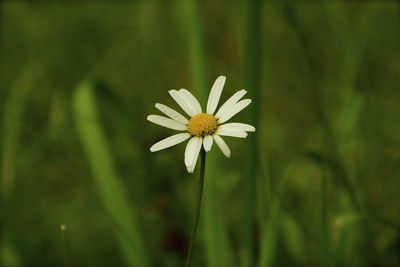 Close-up of white flowers blooming outdoors