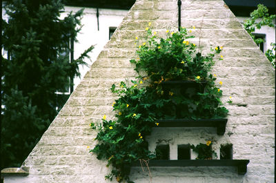 Potted plants on steps