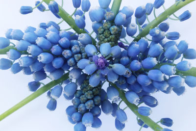 Close-up of grapes growing on plant