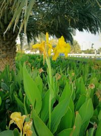 Close-up of yellow flowers