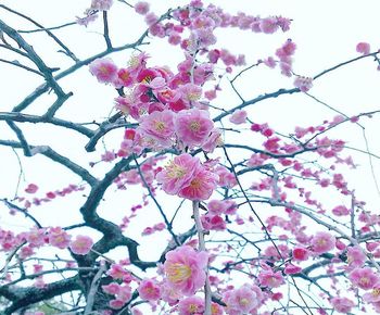 Low angle view of pink cherry blossoms in spring