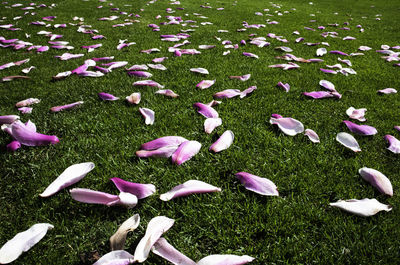 High angle view of pink flowering plants on field