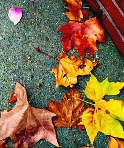 Maple leaves on ground