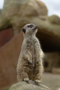 meerkat