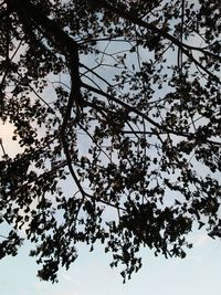 Low angle view of tree against sky