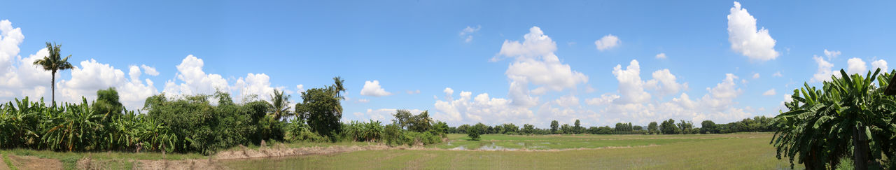 Panoramic view of trees on field against sky