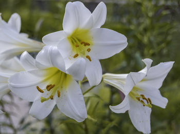 Close-up of white flowering plant