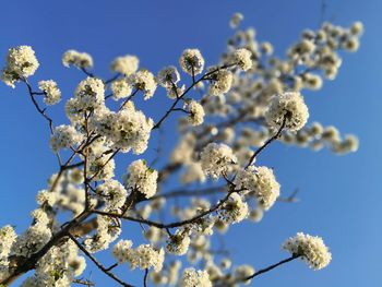 Low angle view of flower tree against sky