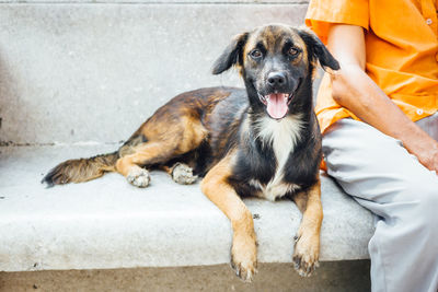 Portrait of street dog sitting with man