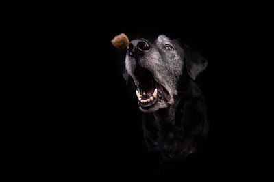 Portrait of dog against black background