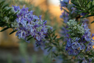 Close-up of purple flowering plant in park
