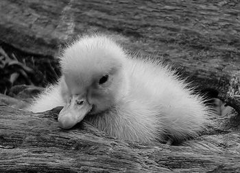 Close-up of young bird