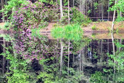 Flowering plants and trees in forest