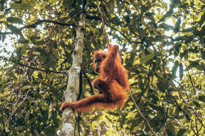 Close-up of monkey on tree