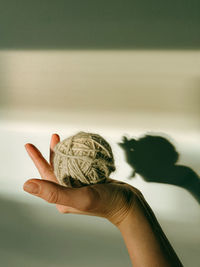 Close-up of hand holding seashell