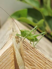 Close-up of insect on leaf