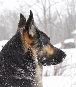 one animal