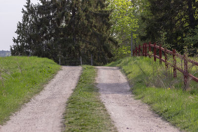 Road amidst trees in forest