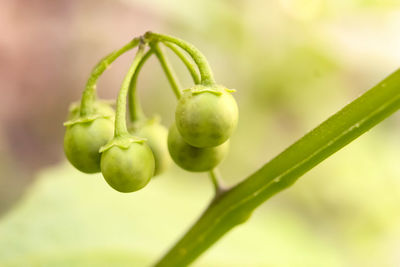 Close-up of fruit growing on plant